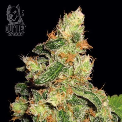 Semillas | The Super | Auto | 2 semillas | Shaman Genetics
