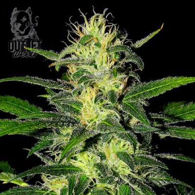 Semillas | The Super | Fem | 5 semillas | Shaman Genetics