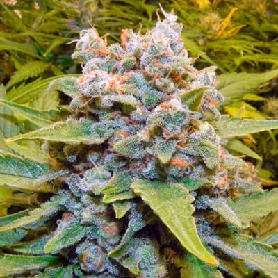 Semillas | Think Big | Auto | 3 semillas | Dutch Passion