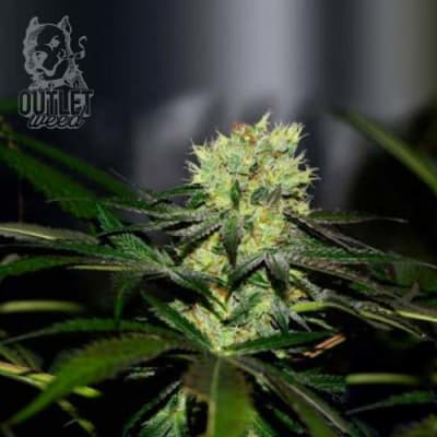 Semillas | Tomahawk | Fem | 2 semillas | Shaman Genetics