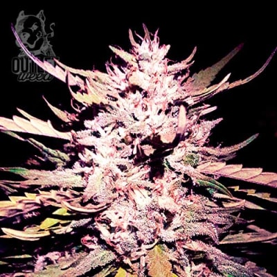 Semillas | True Jones | Fem | 2 semillas | Shaman Genetics