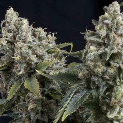 Semillas | Tutankhamon | Auto | 1 semilla | Pyramid Seeds