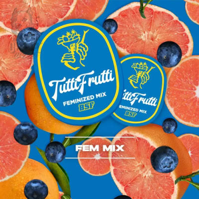 Semillas | Tutti Frutti Fem Mix | Fem | 4 semillas | BSF