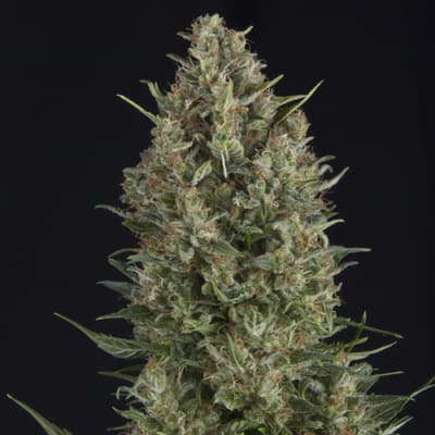 Semillas | Wembley | Fem | 3+1 semillas | MERMA | Pyramid Seeds