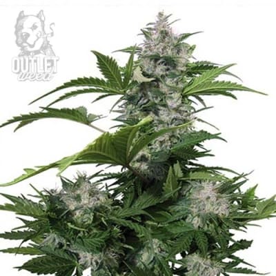 Semillas | White Dwarf | Auto | 3 semillas | Buddha Seeds