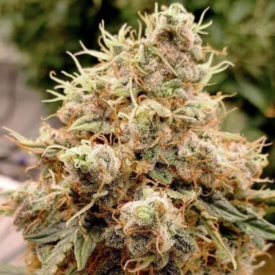 Semillas | White Widow | Auto | 3 semillas | Dutch Passion