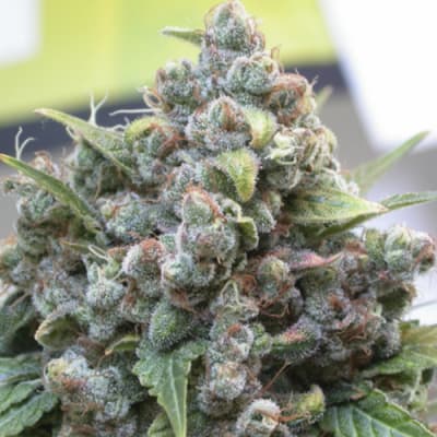 Semillas | White Widow | Fem | 3 semillas | Dutch Passion