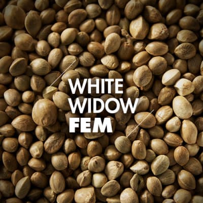 White Widow | 10 Semillas | Feminizadas
