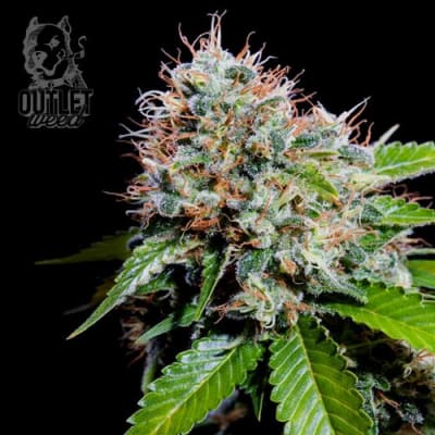 Semillas | Zuri Widow | Fem | 5 semillas | Genehtik