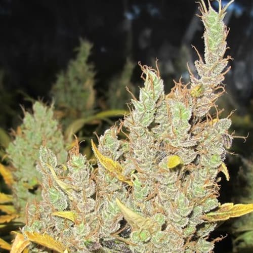 Semillas | Promo 3 2046 + 2 Semillas de Regalo | Fem | Medical Seeds1