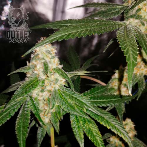 Semillas | Dos y Dos | Auto | 3 semillas | Chef Genetics1