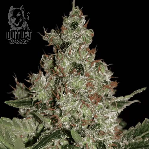 Semillas | Acid | Fem | 3 semillas | Paradise Seeds1