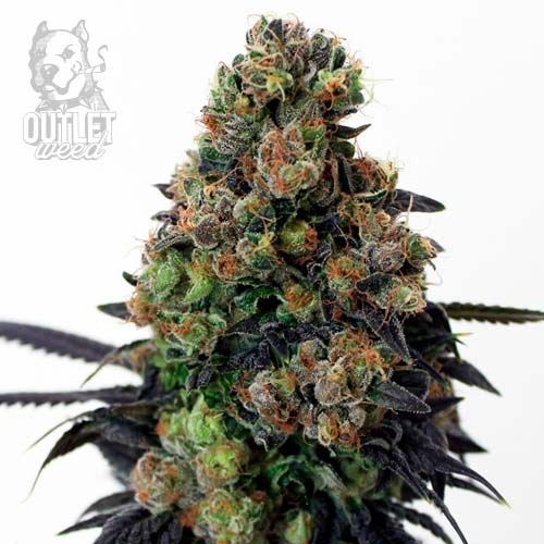 Semillas | Acid Dough | Fem | 3 semillas | Ripper Seeds1