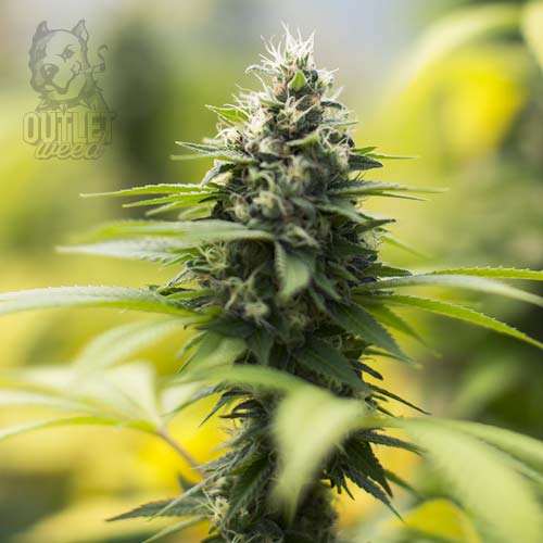 Semillas | Afgan #1 | Auto | 12 semillas | Strain Masters1