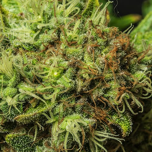 Semillas | Afgan #1 | Fem | 12 semillas | Strain Masters1