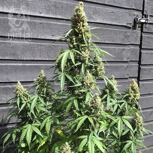 Semillas | AK420 | Fem | 3 semillas | Seed Stockers1