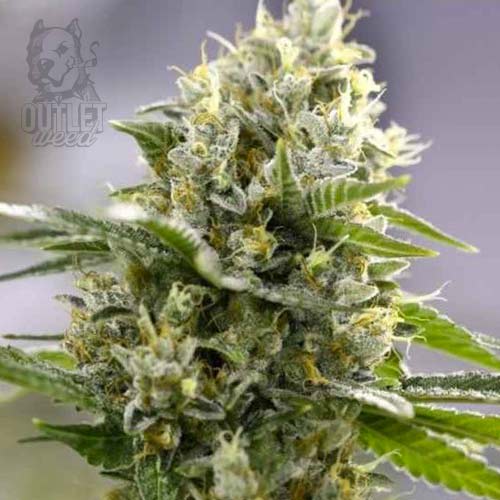 Semillas | AK-47 XXL | Auto | 3 semillas | Chef Genetics1