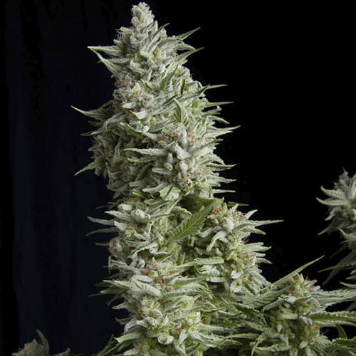 Semillas | Alpujarreña | Fem | 5 semillas | Pyramid Seeds1