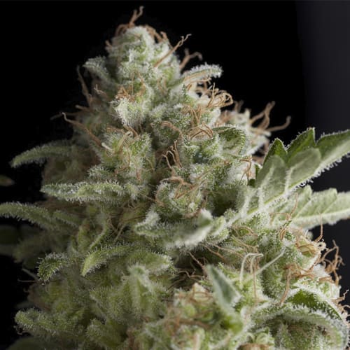 Semillas | American Pie | Fem | 1 semilla | Pyramid Seeds1