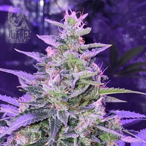 Semillas | Amnesia | Auto | 3 semillas | Seed Stockers1