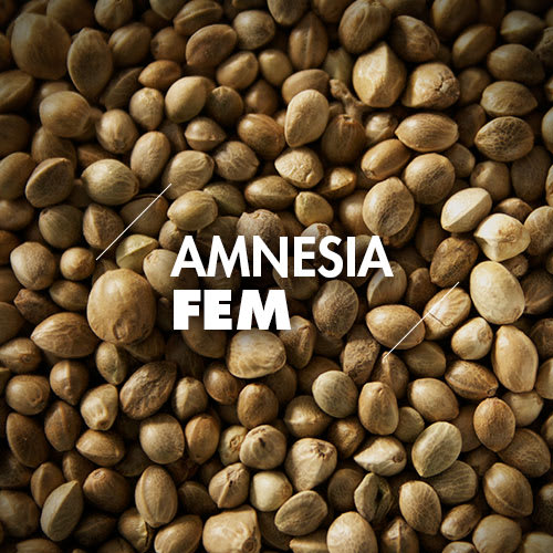 Amnesia | 10 Semillas | Feminizadas1