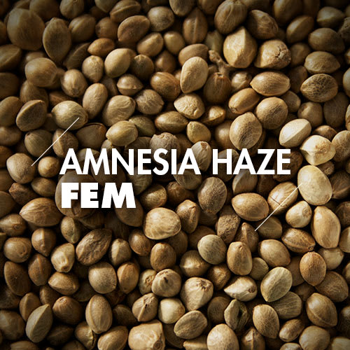 Amnesia Haze | 10 Semillas | Feminizadas1