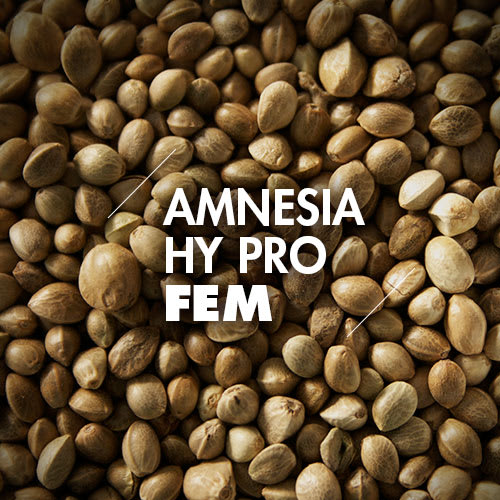 Amnesia Hy Pro | 10 Semillas | Feminizadas1