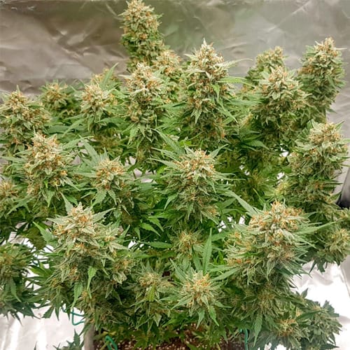 Semillas | Banana Blaze | Auto | 3 semillas | Dutch Passion1