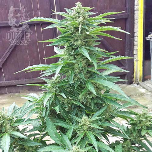 Semillas | BCN Power Plant | Fem | 3 semillas | Seed Stockers1