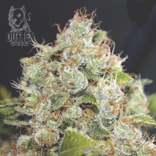 Semillas | Promo 3 BCN Sour Diesel + 2 Semillas de Regalo | Fem | Medical Seeds2