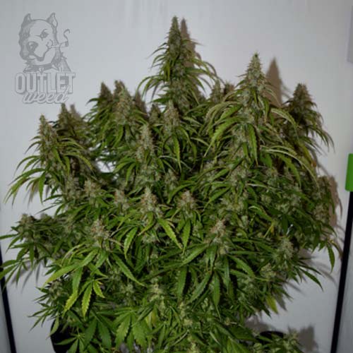 Semillas | Big Bud | Auto | 3 semilla | Seed Stockers1