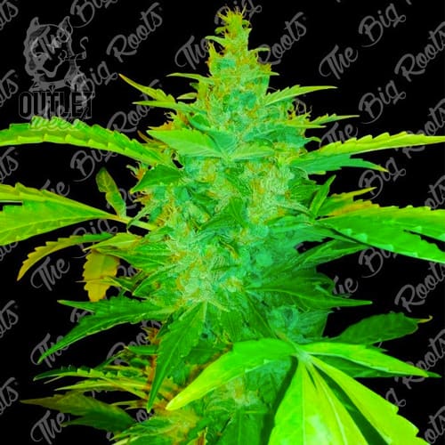 Semillas | Big Critical | Auto | 5 semillas | The Big Roots1