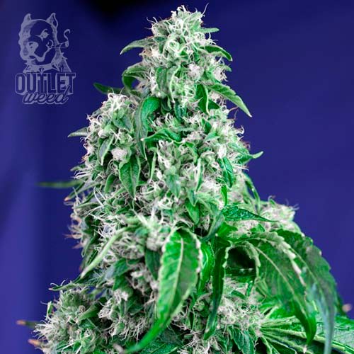 Semillas | Big Devil Fast Version | Fem | 3+1 semillas | Sweet Seeds1