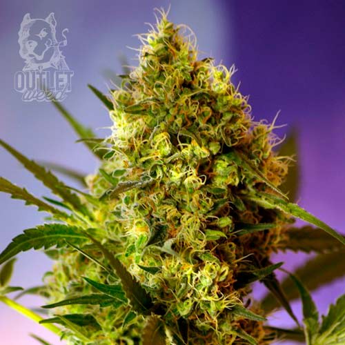 Semillas | Big Devil #2 | Auto | 3+1 semillas | Sweet Seeds1