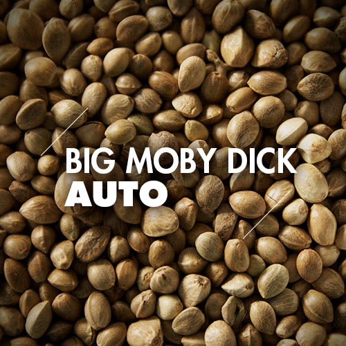 Big Moby Dick | 10 Semillas | Automáticas1