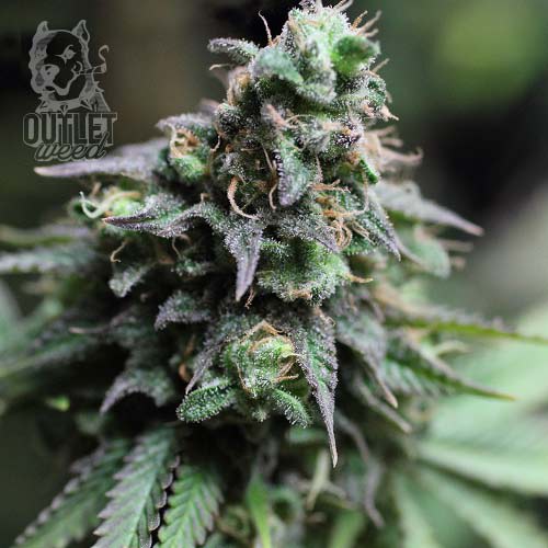 Semillas | Black Domina | Auto | 12 semillas | Strain Masters1