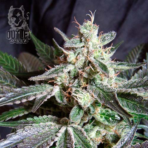 Semillas | Black Jack Fast Version | Fem | 3+1 semillas | Sweet Seeds1