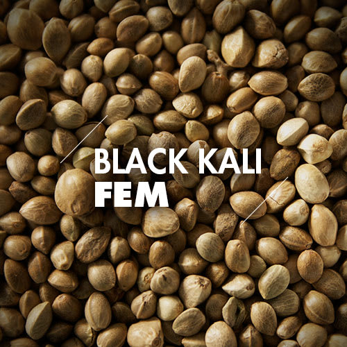 Black Kali | 10 Semillas | Feminizadas1