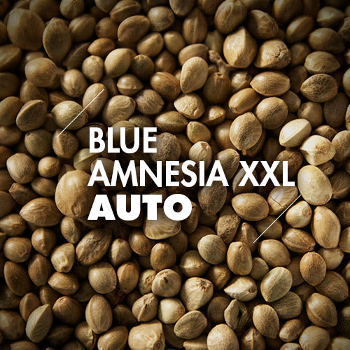 Blue Amnesia XXL | 10 Semillas | Automáticas1
