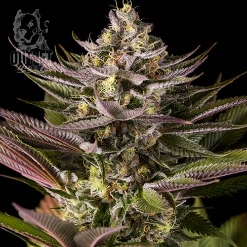 Semillas | Blue Kush | Fem | 3 semillas | Dinafem1