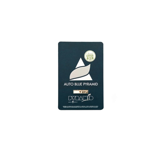 Semillas | Blue Pyramid | Auto | 3+1 semillas | Pyramid Seeds2