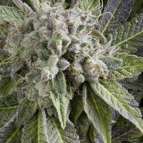 Semillas | Blue Pyramid | Auto | 3+1 semillas | Pyramid Seeds1