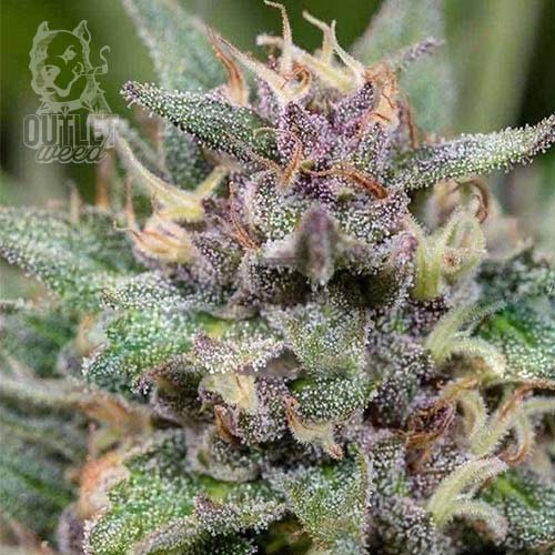 Semillas | Promo 3 Blue Hell + 2 Semillas de Regalo | Auto | Medical Seeds2