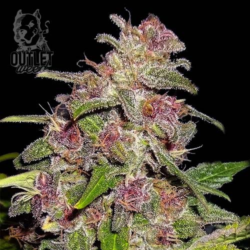 Semillas | Blue Sugar | Auto | 2 semillas | Shaman Genetics1