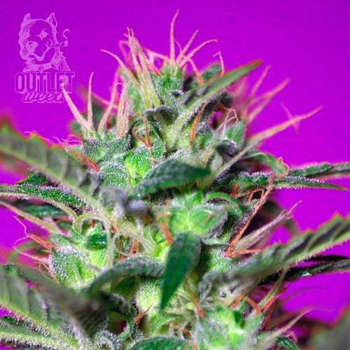 Semillas | Botafumeiros | Fem | 3+1 semillas | Sweet Seeds1
