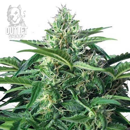 Semillas | Bubble Kush | Auto | 3 semillas | Royal Queen1