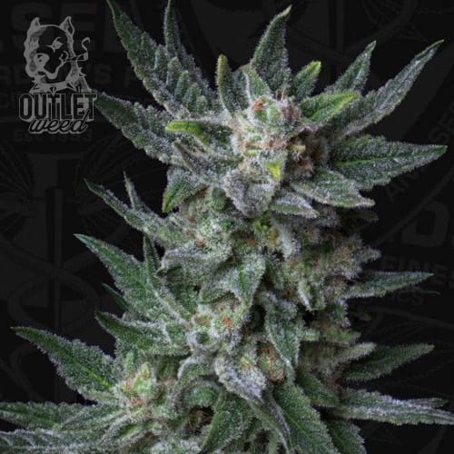 Semillas | Bubblegum | Auto | 2 semillas | T.H.Seeds1