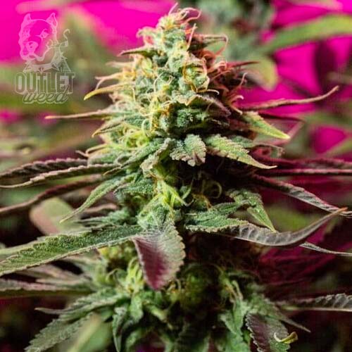 Semillas | Bubblegum XL | Fem | 3 semillas | Royal Queen1