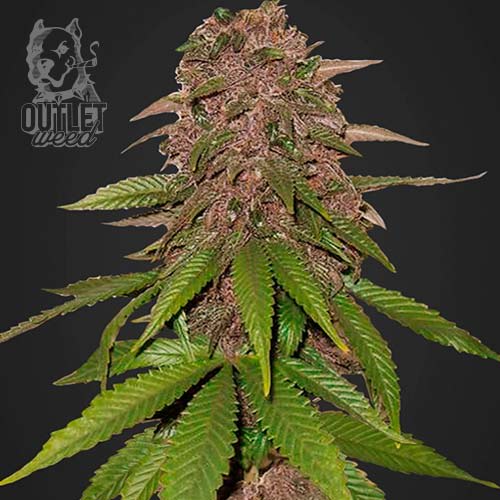 Semillas | C4 | Auto | 3+2 semillas | FastBuds2