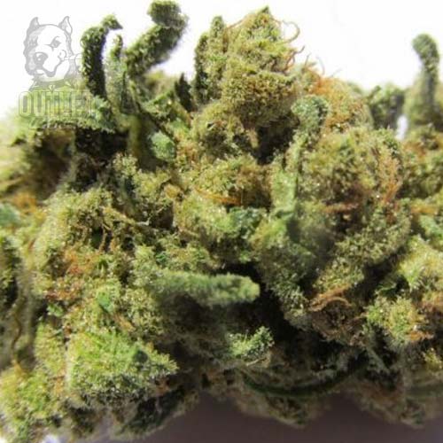 Semillas | Candy Kush Express - Fast Version | Fem | 3 semillas | Royal Queen1